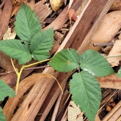 Rubus anglocandicans (Blackberry) at Banksia Street Wetland Corridor - 13 Apr 2023 by trevorpreston