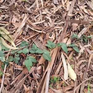 Rubus anglocandicans at O'Connor, ACT - 13 Apr 2023