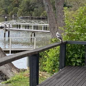 Gymnorhina tibicen at Berowra Waters, NSW - 13 Apr 2023