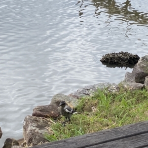 Gymnorhina tibicen at Berowra Waters, NSW - 13 Apr 2023 11:11 AM