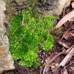 Syntrichia sp. (genus) at O'Connor, ACT - 13 Apr 2023