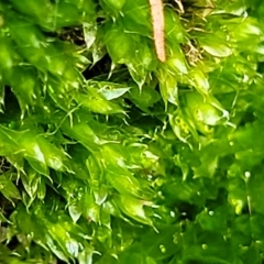 Syntrichia sp. (genus) at O'Connor, ACT - 13 Apr 2023 10:41 AM