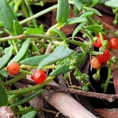 Einadia nutans (Climbing Saltbush) at Banksia Street Wetland Corridor - 13 Apr 2023 by trevorpreston