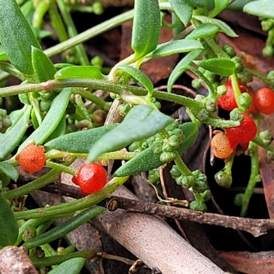 Einadia nutans (Climbing Saltbush) at O'Connor, ACT - 13 Apr 2023 by trevorpreston