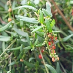 Einadia nutans at O'Connor, ACT - 13 Apr 2023 10:38 AM