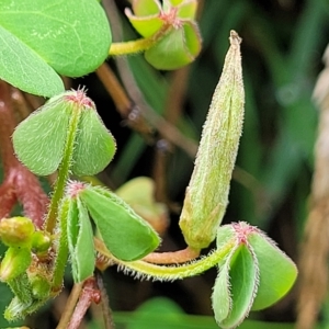 Oxalis corniculata at O'Connor, ACT - 13 Apr 2023