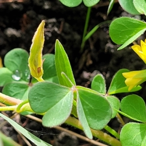 Oxalis corniculata at O'Connor, ACT - 13 Apr 2023 10:32 AM