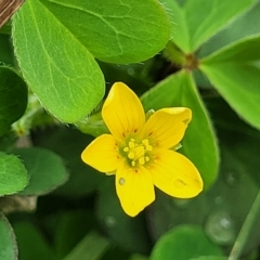 Oxalis corniculata at O'Connor, ACT - 13 Apr 2023 10:32 AM