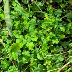 Oxalis corniculata at O'Connor, ACT - 13 Apr 2023