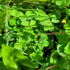 Oxalis corniculata at O'Connor, ACT - 13 Apr 2023 10:32 AM