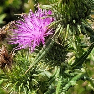 Cirsium vulgare at O'Connor, ACT - 13 Apr 2023