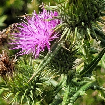 Cirsium vulgare (Spear Thistle) at O'Connor, ACT - 13 Apr 2023 by trevorpreston