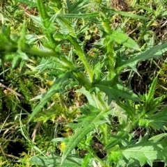 Cirsium vulgare at O'Connor, ACT - 13 Apr 2023 10:34 AM