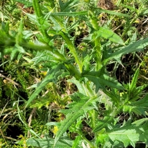 Cirsium vulgare at O'Connor, ACT - 13 Apr 2023