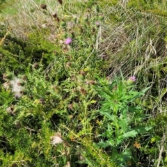 Cirsium vulgare at O'Connor, ACT - 13 Apr 2023