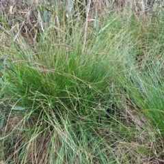 Carex appressa (Tall Sedge) at O'Connor, ACT - 13 Apr 2023 by trevorpreston