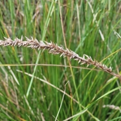 Carex appressa at O'Connor, ACT - 13 Apr 2023 10:30 AM