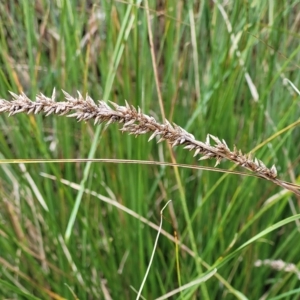 Carex appressa at O'Connor, ACT - 13 Apr 2023 10:30 AM