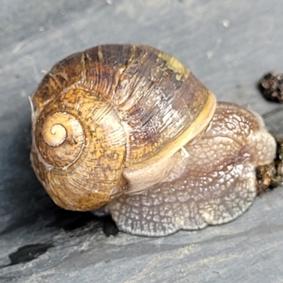 Cornu aspersum (Common Garden Snail) at O'Connor, ACT - 13 Apr 2023 by trevorpreston