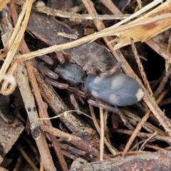 Lampona cylindrata (White-tailed Spider) at O'Connor, ACT - 13 Apr 2023 by trevorpreston