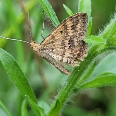 Scopula rubraria (Reddish Wave, Plantain Moth) at O'Connor, ACT - 13 Apr 2023 by trevorpreston