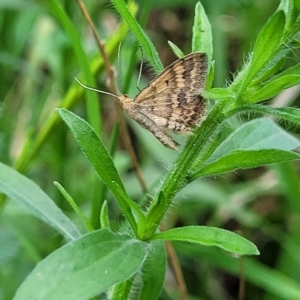 Scopula rubraria at O'Connor, ACT - 13 Apr 2023