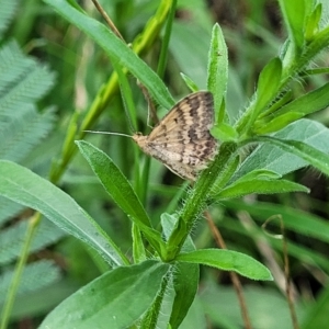 Scopula rubraria at O'Connor, ACT - 13 Apr 2023