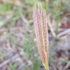 Chloris virgata (Feathertop Rhodes Grass) at Watson, ACT - 13 Apr 2023 by trevorpreston