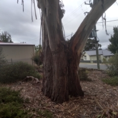 Eucalyptus viminalis (Ribbon Gum) at Cooma, NSW - 13 Apr 2023 by mahargiani