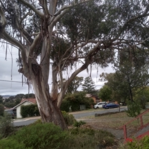 Eucalyptus viminalis at Cooma, NSW - 13 Apr 2023