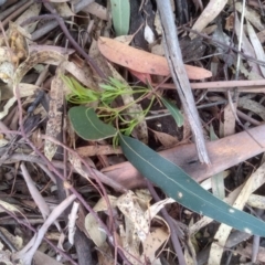 Eucalyptus viminalis at Cooma, NSW - 13 Apr 2023