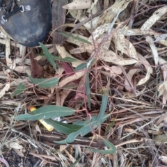 Eucalyptus viminalis at Cooma, NSW - 13 Apr 2023