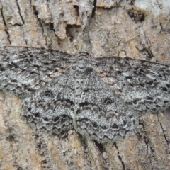 Ectropis fractaria (Ringed Bark Moth) at Conder, ACT - 4 Nov 2022 by michaelb