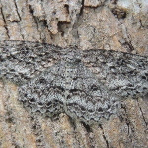 Ectropis fractaria at Conder, ACT - 5 Nov 2022 10:49 AM