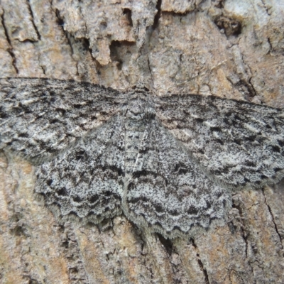 Ectropis fractaria (Ringed Bark Moth) at Conder, ACT - 5 Nov 2022 by michaelb