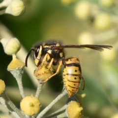 Vespula germanica (European Wasp, German Yellowjacket Wasp) at Red Hill, ACT - 10 Apr 2023 by rawshorty