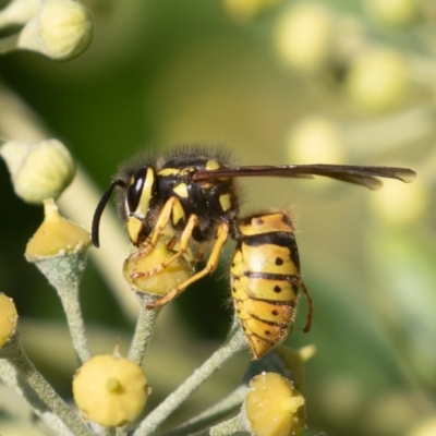 Vespula germanica (European Wasp, German Yellowjacket Wasp) at Red Hill, ACT - 10 Apr 2023 by rawshorty