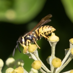 Vespula germanica at Red Hill, ACT - 10 Apr 2023 10:39 AM