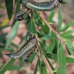 Pterygophorus cinctus (Bottlebrush sawfly) at Phillip, ACT - 13 Apr 2023 by stofbrew