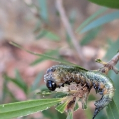 Pterygophorus cinctus at Phillip, ACT - 13 Apr 2023 12:47 PM