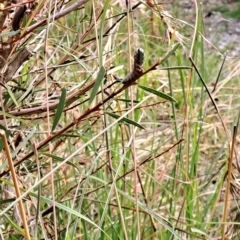 Pterygophorus cinctus (Bottlebrush sawfly) at Wanniassa, ACT - 13 Apr 2023 by LPadg