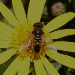 Eristalis tenax at Wanniassa, ACT - 13 Apr 2023