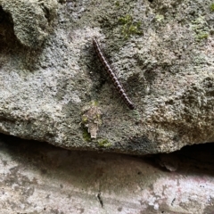 Unidentified Centipede (Chilopoda) at Berowra Waters, NSW - 13 Apr 2023 by jksmits