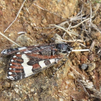 Apina callisto (Pasture Day Moth) at Molonglo River Reserve - 13 Apr 2023 by Christine