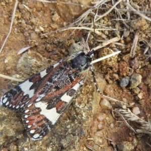 Apina callisto at Molonglo Valley, ACT - 13 Apr 2023 01:45 PM