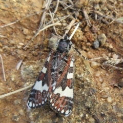 Apina callisto at Molonglo Valley, ACT - 13 Apr 2023 01:45 PM