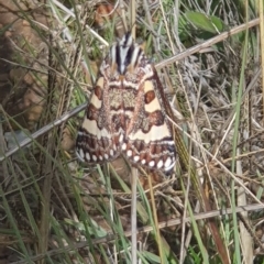 Apina callisto (Pasture Day Moth) at Yarralumla, ACT - 13 Apr 2023 by HughCo