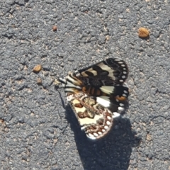 Apina callisto at Yarralumla, ACT - 13 Apr 2023