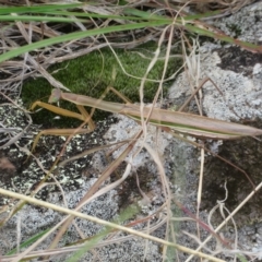 Tenodera australasiae (Purple-winged mantid) at Molonglo River Reserve - 13 Apr 2023 by Christine