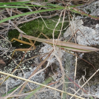 Tenodera australasiae (Purple-winged mantid) at Molonglo Valley, ACT - 13 Apr 2023 by Christine